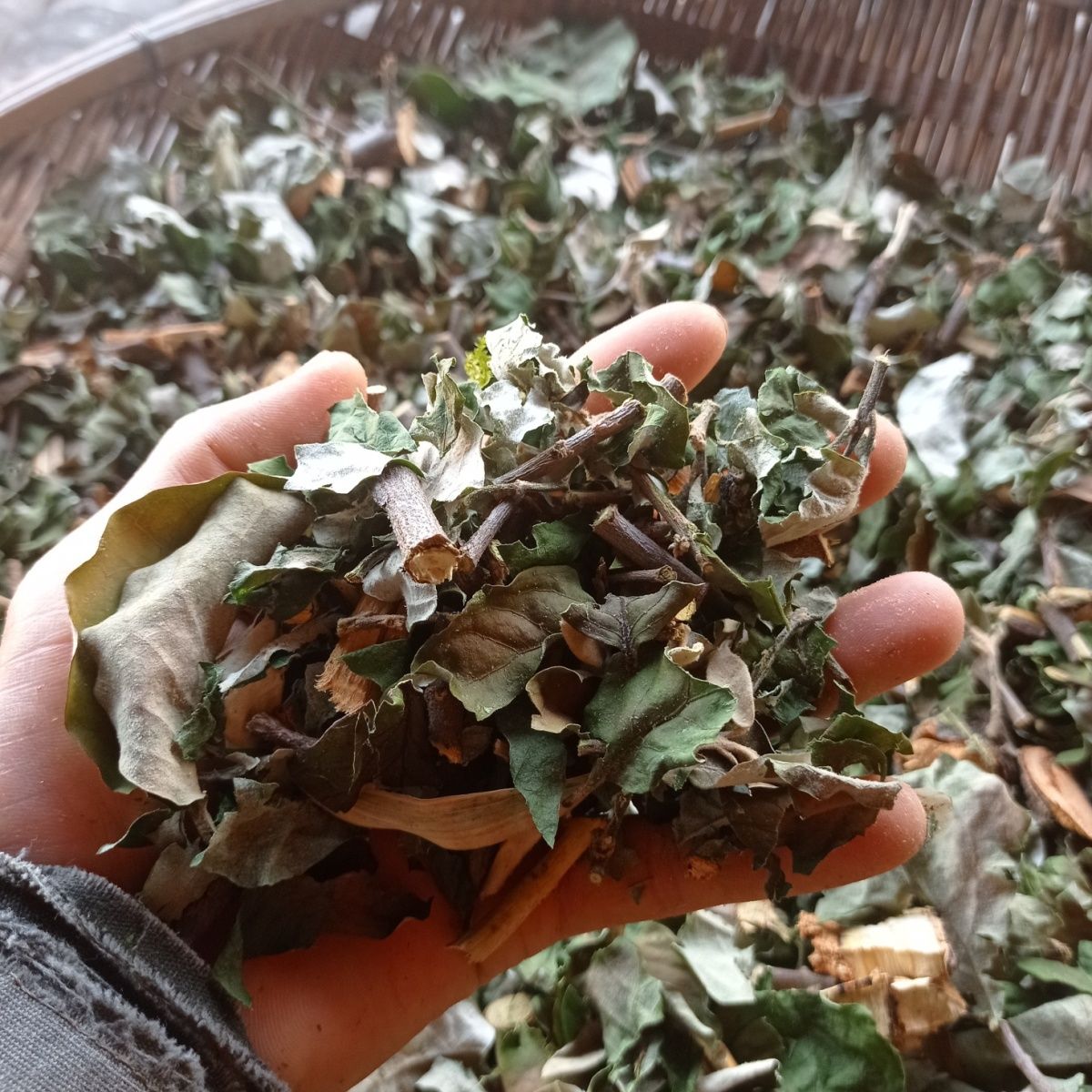 云南柿子树寄生干品包邮柿树寄生柿寄生干货养生茶中草药新货包邮