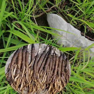 云南农产品独脚丝茅仙茅非种植正品.中药材独脚仙茅苗地棕根独角