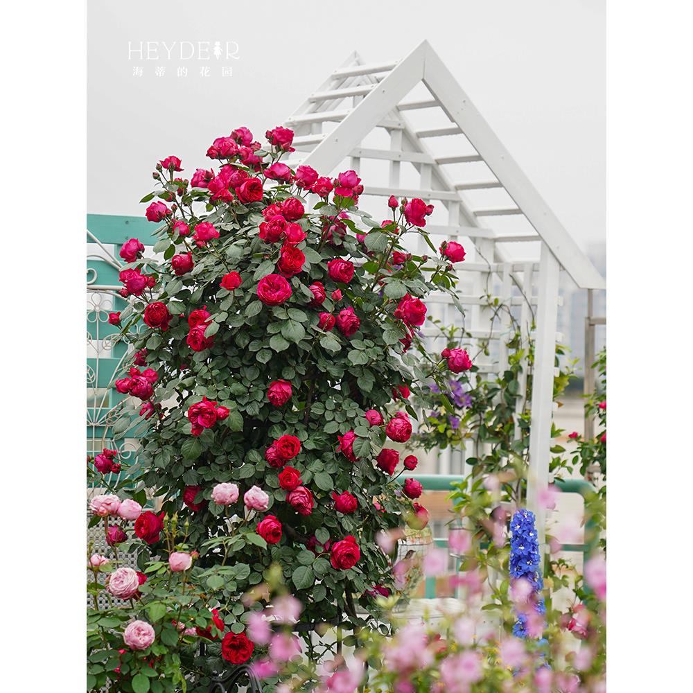 海蒂的花园月季花苗粉色龙沙宝石可爬藤阳台庭院花墙拱门花卉盆栽