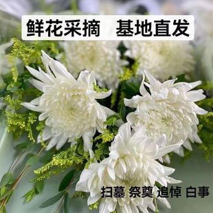 清明菊花鲜花黄白菊花采摘水养基地鲜花鲜切花束花店上坟鲜花新鲜