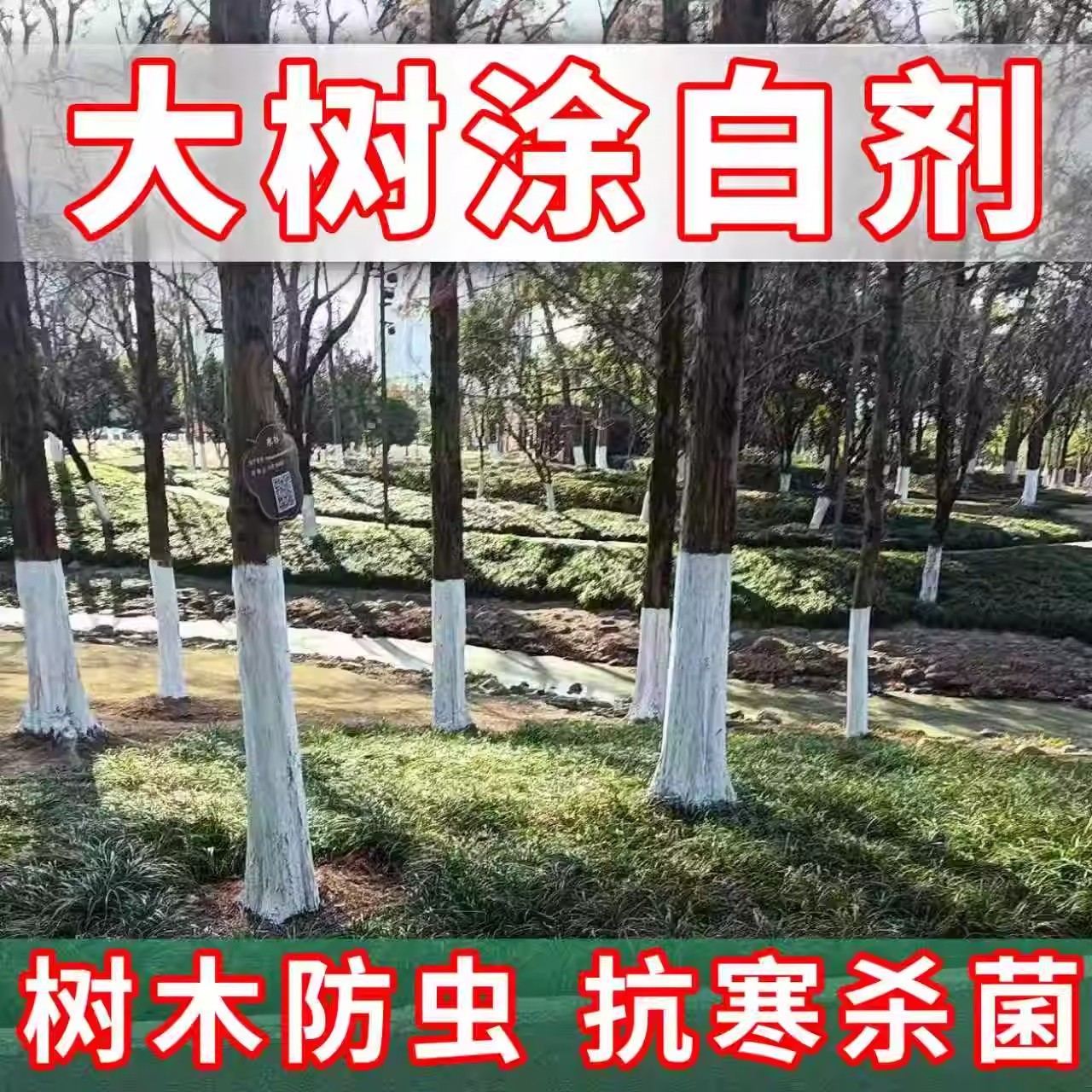 涂白剂树木树干刷白刷树粉