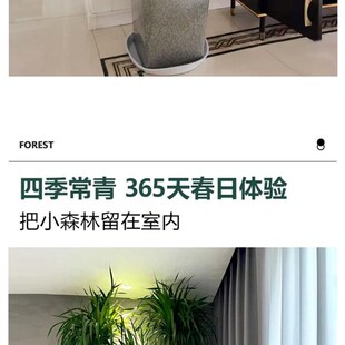 极速龙血树大型室内盆栽多头龙须树绿植物客N厅大棵网红血龙树造