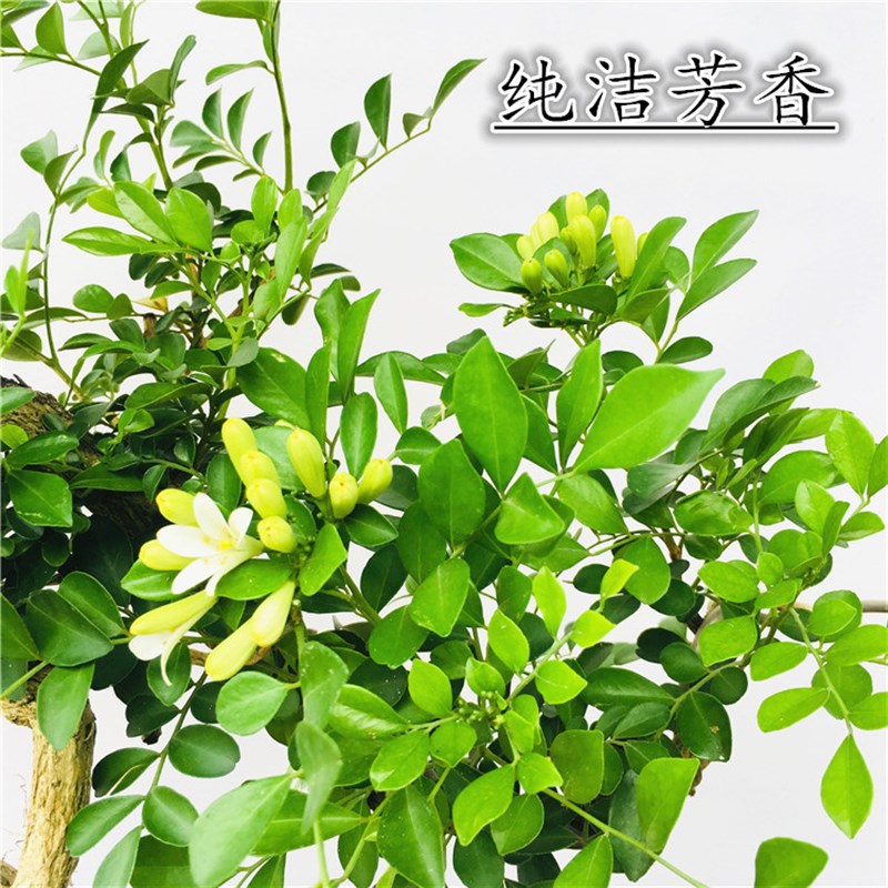 极速九里香e盆景 阳台庭院盆栽开花结果带香味提根悬崖式老桩紫檀