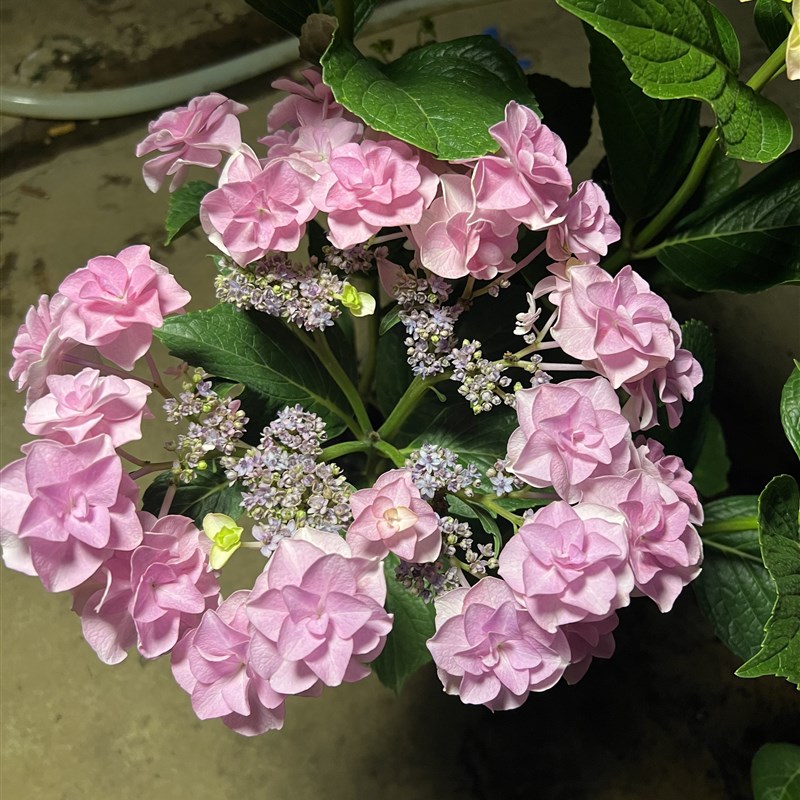 极速一加仑扦插头花D绣球原盆原土发货