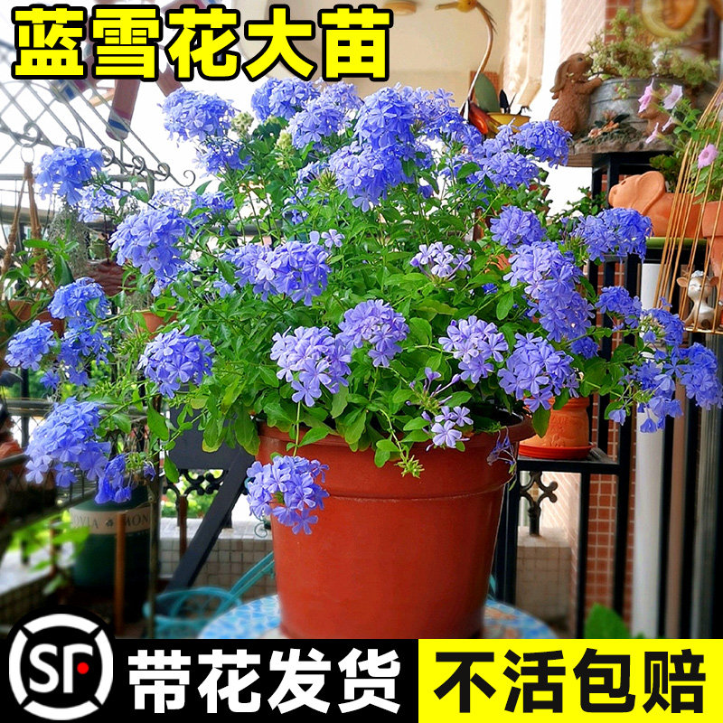 速发蓝栽花盆雪兰苗室内花卉棒棒糖玛格丽特台爬藤植物大雪四季开