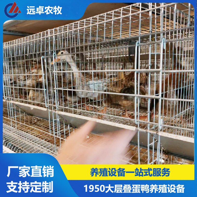 蛋鸭笼养自动捡蛋行车移动喂料湖北荆州五层H型框架蛋鸭养殖笼