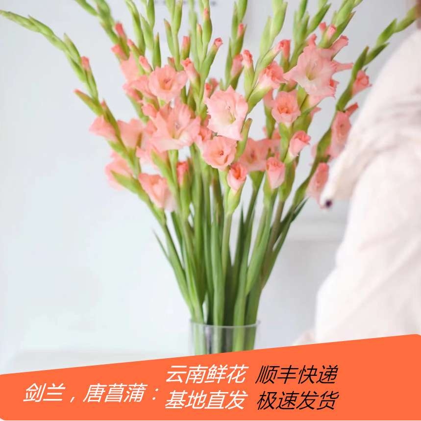 剑兰鲜花唐菖蒲鲜花直发直批婚庆布置花店摆摊用花社区