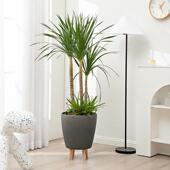 2022北欧烤漆花盆木脚大号简约圆形客厅落地自吸水轻奢花盆