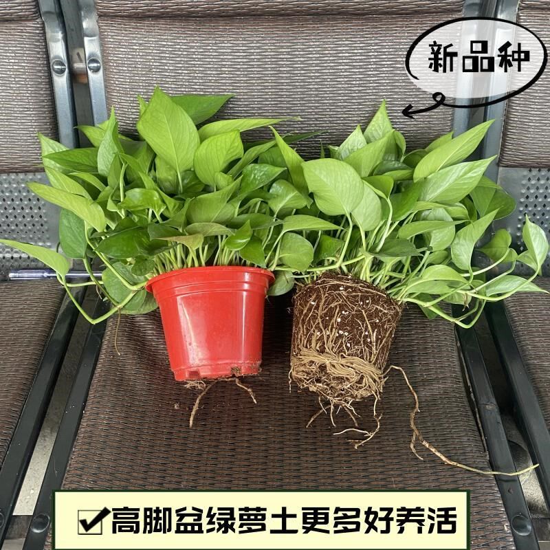 速发绿萝盆栽室内带土不带盆绿箩净化空气吸除甲醛观叶植物吊兰水