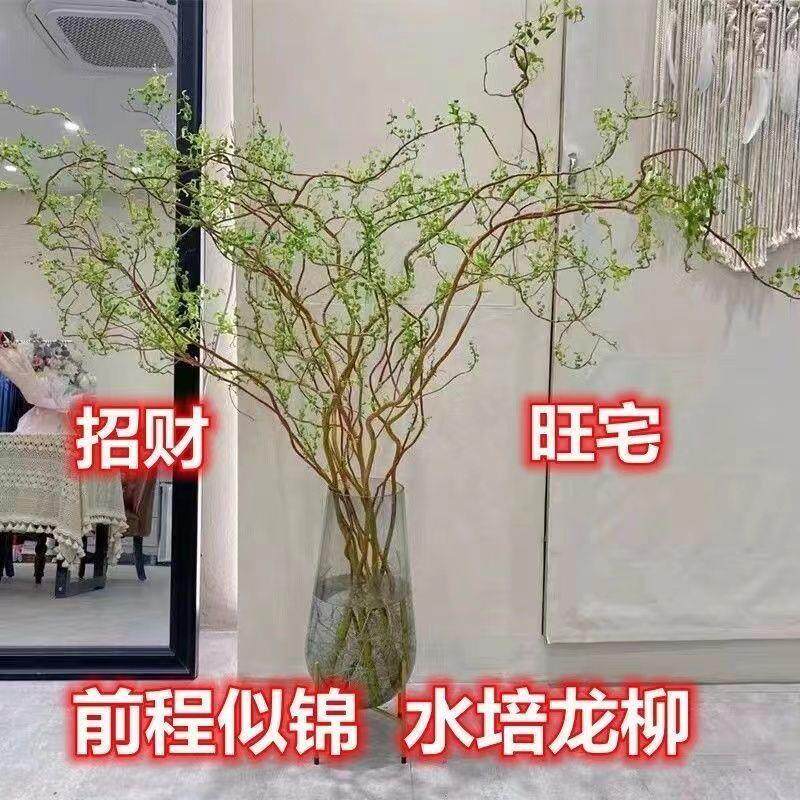 现货速发龙柳鲜枝水培懒人水培植物水里养的花落地易成活高端客摆