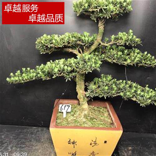 现货速发高端一拍原生米叶罗汉松盆景老桩迎客松四季常青台庭院办