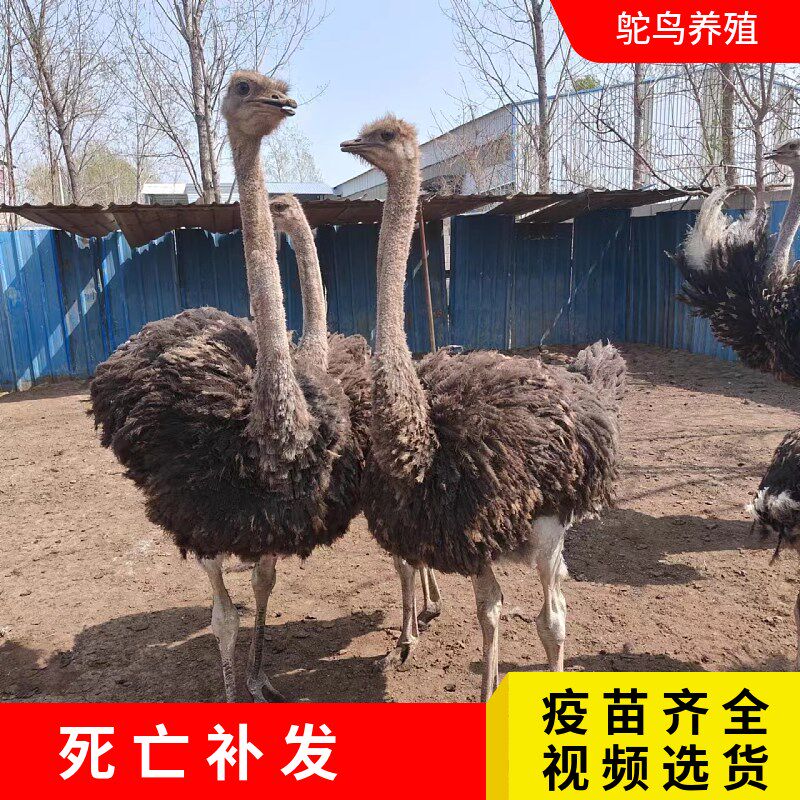 现货速发鸵鸟幼苗一对活苗幼崽非洲大驼鸟养殖脱温公母澳洲鸸鹋定