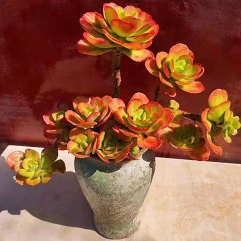 速发红梅多大植物老桩肉群生好养台庭院别墅室盆绿植内栽精品