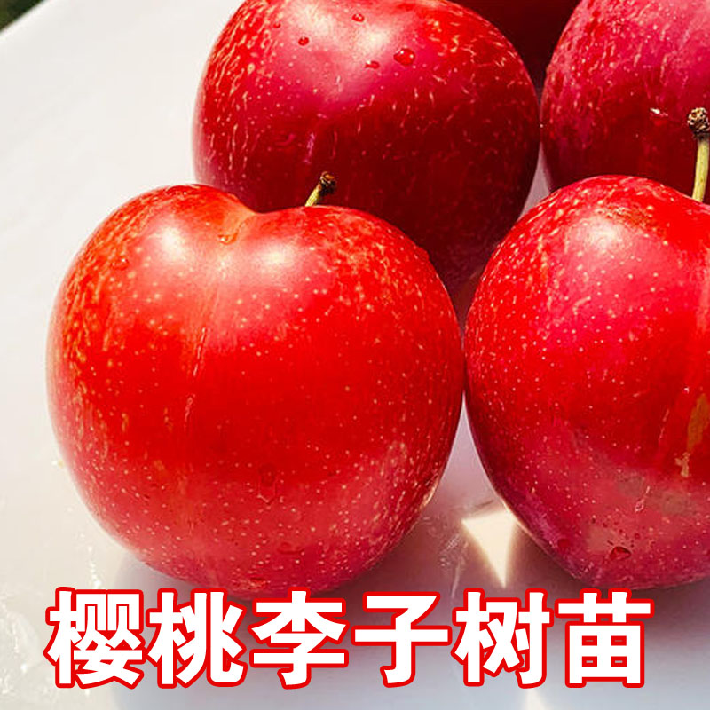 樱桃李子树苗嫁接果树苗盆栽地栽李子苗南北方种植耐寒当年结果苗