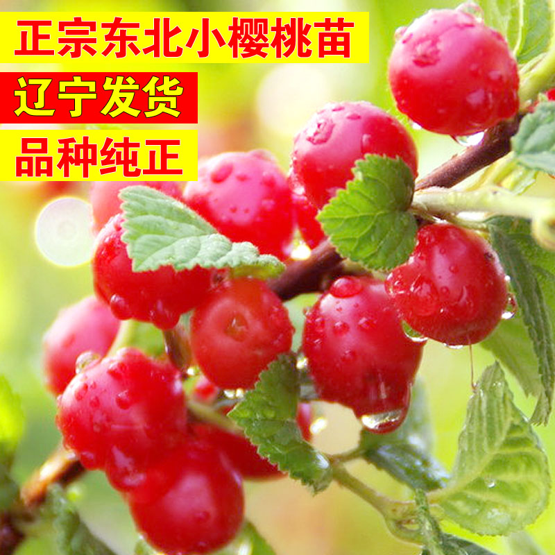 东北野樱桃苗毛樱桃树苗山樱桃树苗耐寒南北种植盆栽地栽当年结果