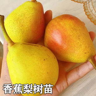 香蕉梨树苗太婆梨树苗嫁接香蕉梨巴梨盆栽地栽南北方种植当年结果