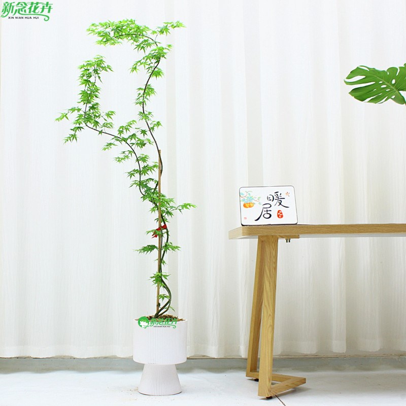 流泉枫盆栽盆景木植物室内桌面办C公室茶桌客厅家庭老桩名贵绿植