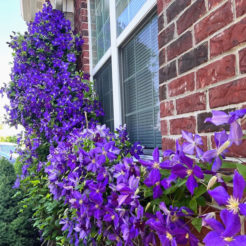 铁线莲大苗爬藤植物多季重瓣大花攀爬庭院耐寒爬墙U花阳台盆栽带
