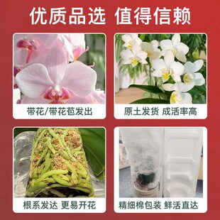 精品蝴蝶兰盆栽带l花苞花卉绿植大盆兰花室内真花高端6枝玫红色