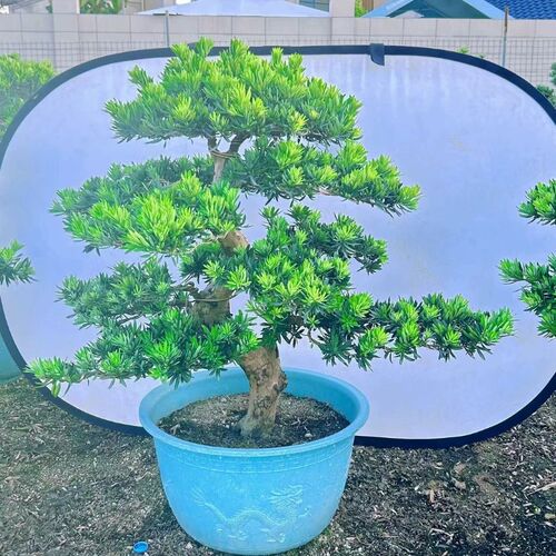 精品雀舌罗汉松盆景老桩造型大小D盆栽 绿植庭院阳台金钻迎客松