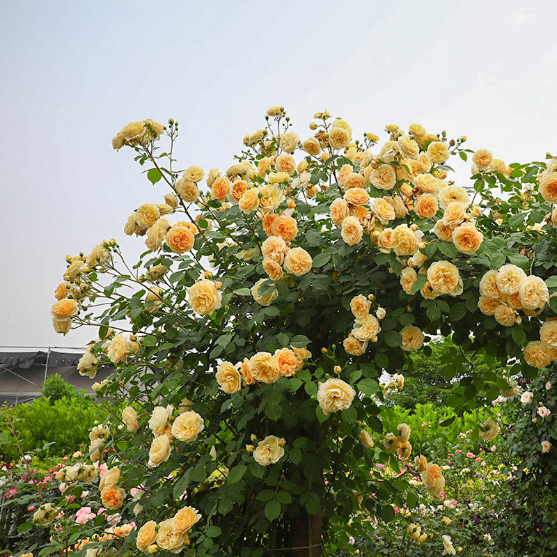 海蒂的花a园  玛格丽特王妃太子妃藤本月季花柱花架花卉植物盆栽