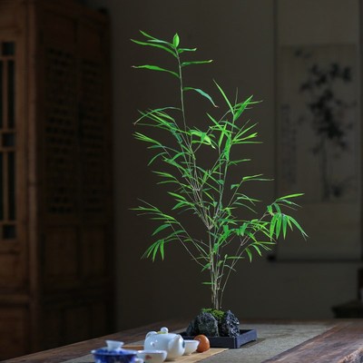 竹子盆栽a室内附石水培内门竹盆景四季常绿精品老桩禅意绿植观赏
