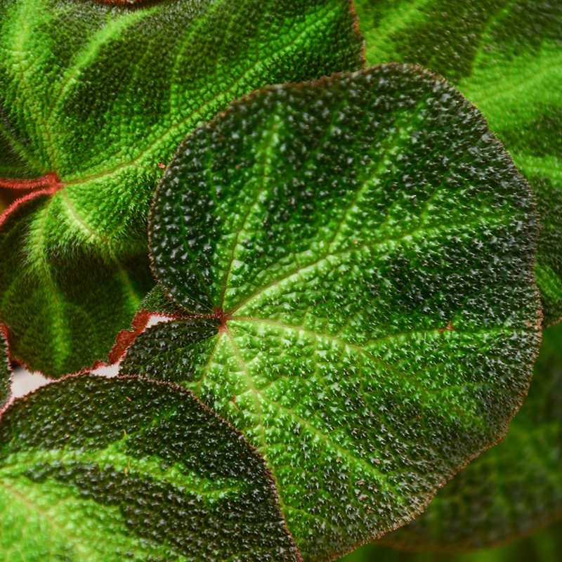 巴西变色秋海棠    Begonia  SolGi Mutata 网红室内观叶绿植