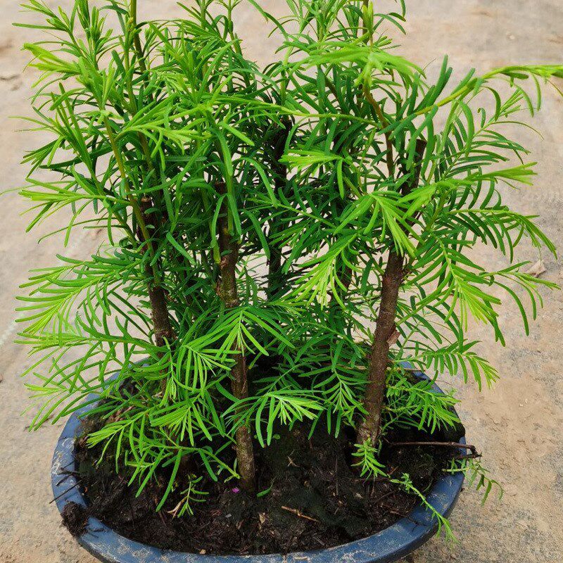 水杉微型盆景室i内绿植物落羽杉盆栽客厅阳台老桩桌面书房花苗庭