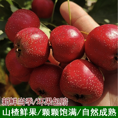现摘新鲜新鲜山楂果山楂大果