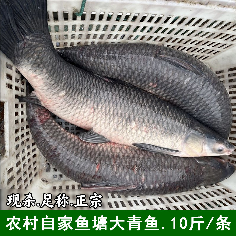 整鱼现杀湖北宜昌淡水鱼
