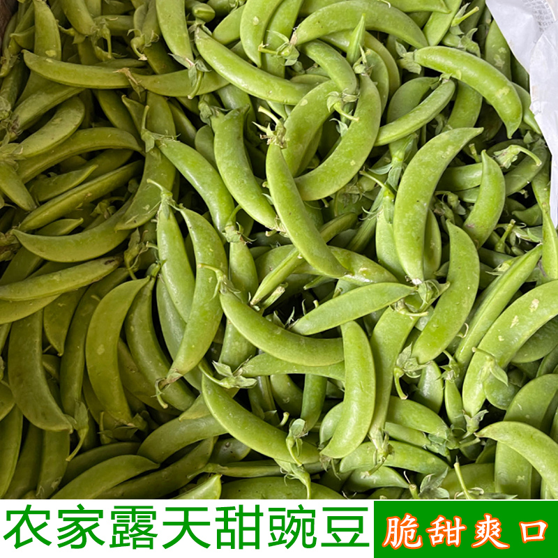 新鲜农家菜甜豆带壳甜豆青豆田间发货甜豌豆当季菜豌豆