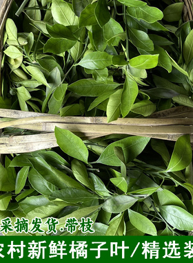 湖北宜昌本地橘子树叶当天现摘新鲜柑橘叶精选装绿色桔子枝叶偏方