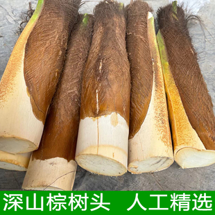 野棕笋棕头芯新鲜棕树心深山美味食用棕榈芯可煲汤当季现砍精选装