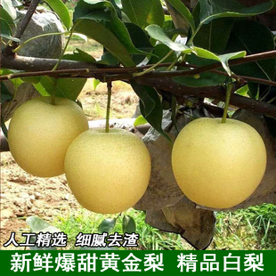 新鲜水果脆甜多汁黄白梨当季脆甜黄金梨香酥蜜梨早雪梨大黄皮梨子