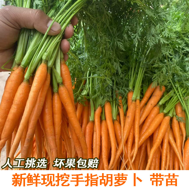 现挖新鲜手指胡萝卜水果小胡萝卜脆爽蔬菜沙拉轻食食材带苗发货,水产肉类/新鲜蔬果/熟食,萝卜/胡萝卜,淘宝优惠券,粉丝福利购,淘宝优惠卷