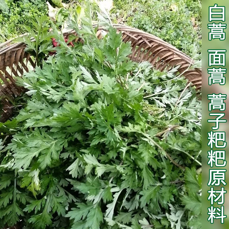 野蒿子现采白蒿宜昌面蒿非刺头蒿子新鲜蒿子尖艾蒿粑粑原材料精选