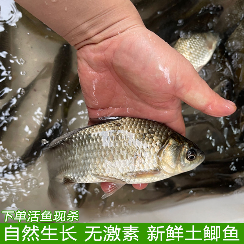 农村鱼塘自养小鲫鱼现杀现发
