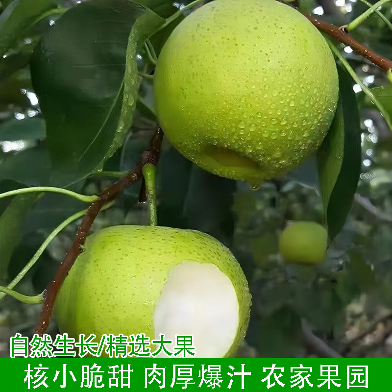 农家自种青皮脆梨翠玉青梨