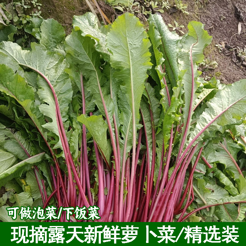 农家新鲜萝卜菜红萝卜缨子