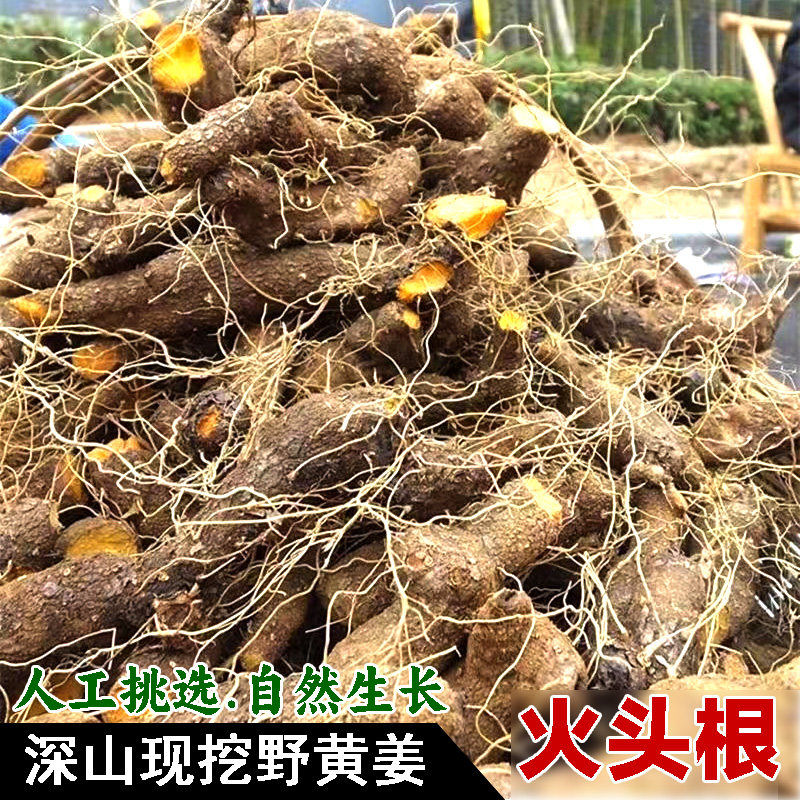新鲜黄姜农村土特产野黄姜火藤根黄姜种盾叶薯蓣新鲜生野外火头根