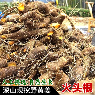 新鲜黄姜农村土特产野黄姜火藤根黄姜种盾叶薯蓣新鲜生野外火头根