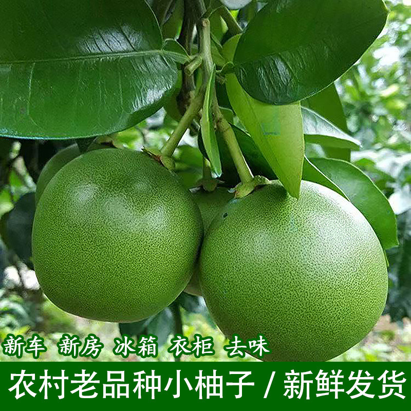 农村土柚子闲置小柚子当季老品种新鲜土柚子去味蜜柚新鲜清新水果