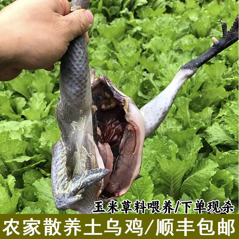 农村自己散养土鸡白凤乌鸡新鲜现杀整只正宗土乌骨鸡 煲汤乌骨鸡