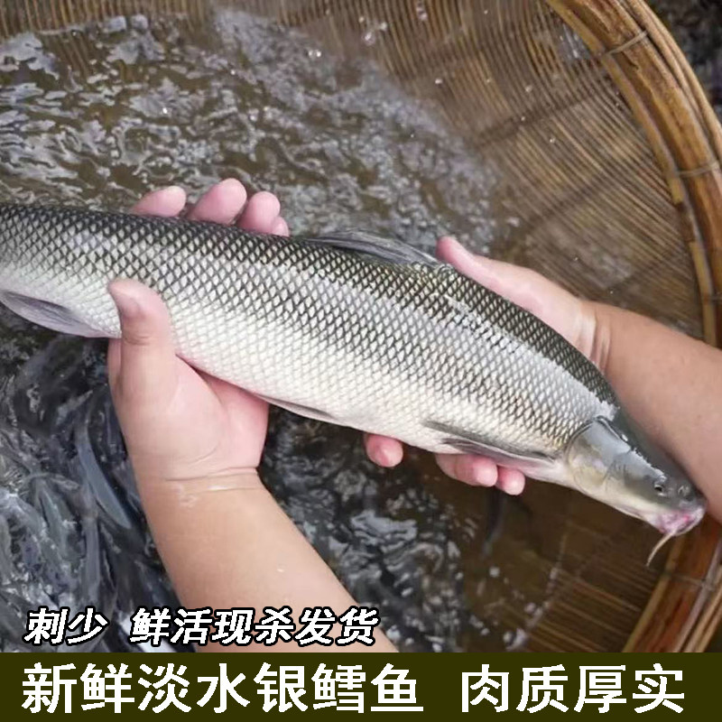 新鲜淡水银鳕鱼水产农家池塘鱼下单现杀现发肉质细腻刺少大鳞肥鱼