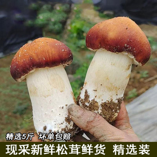 宜昌新鲜赤松茸鲜大球盖菇姬松茸菌煲汤火锅蘑菇赤松茸鲜货姬松茸