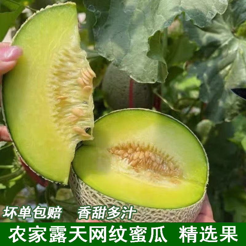当季现摘网纹甜瓜网纹蜜瓜新鲜农家自种人工挑选玫珑蜜瓜甜哈密瓜