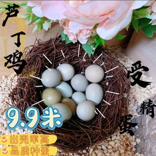 芦丁鸡受精蛋可孵受精种蛋迷你网红小鸡蛋宠物鸡礼服鸡孵化蛋蛋卵