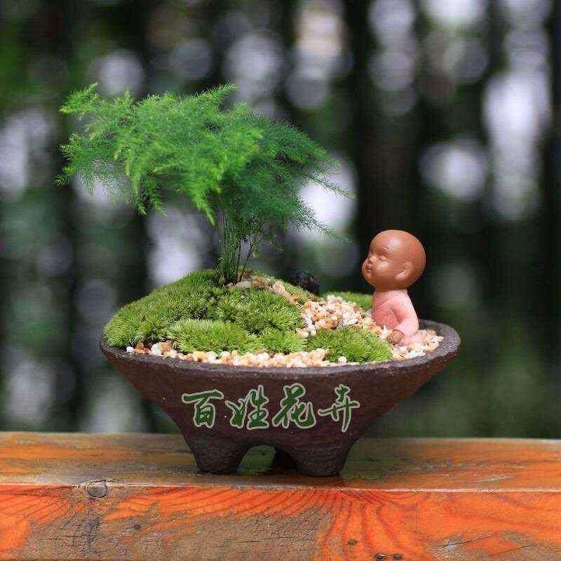 新品青台草 青苔 鲜活青x苔孢子盆景假山造景装饰铺面白发藓