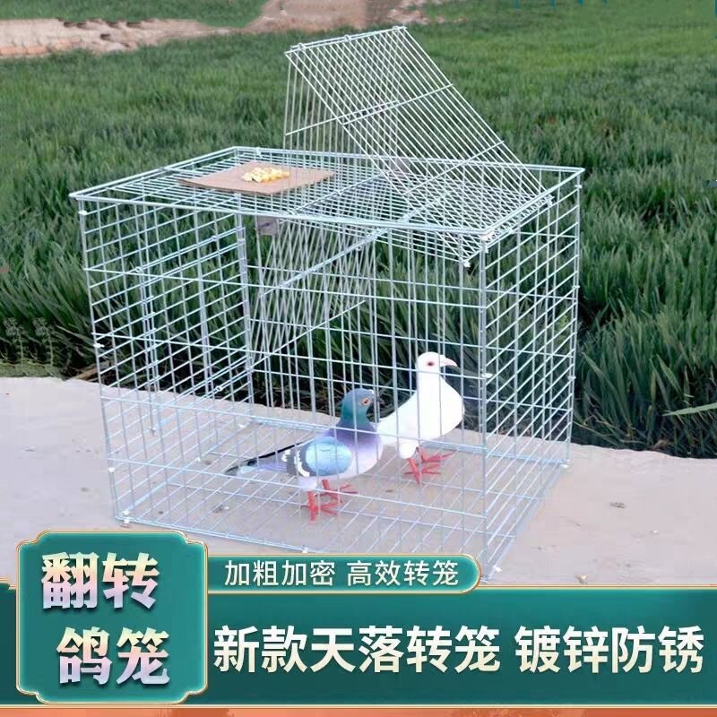 鸽子养殖笼天落笼只进不出收鸽器