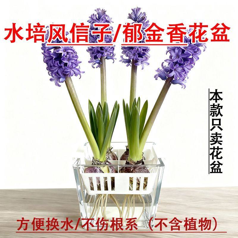水培风信子专用花盆郁金香水养各类种球水仙花大蒜定植篮水培器皿,鲜花速递/花卉仿真/绿植园艺,花瓶,淘宝优惠券,粉丝福利购,淘宝优惠卷